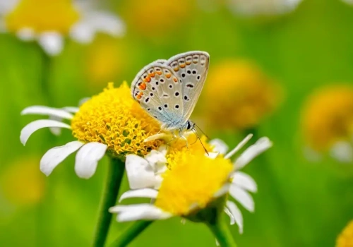 Majówka we Wrocławiu: Eksperci radzą, jak przygotować przydomowy ogród