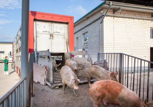 Ceny tuczników miały rosnąć, a znów spadają. Kiedy przyjdzie odbicie?