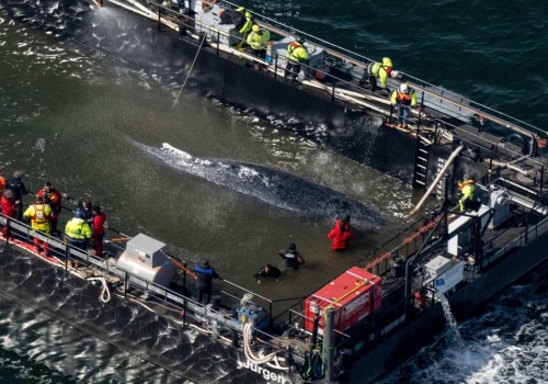 Timmy wkrótce opuści Bałtyk, ale są wątpliwości. 