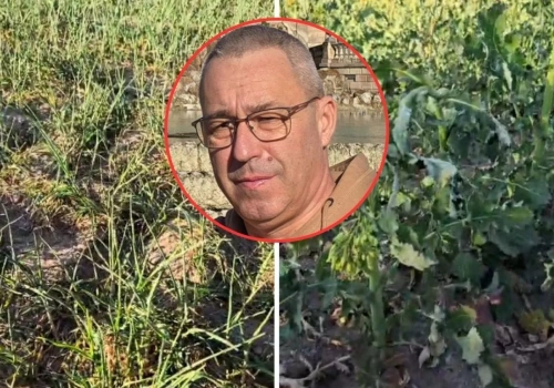 „Rzepak umiera na naszych oczach”. Jest pilny apel do wojewody