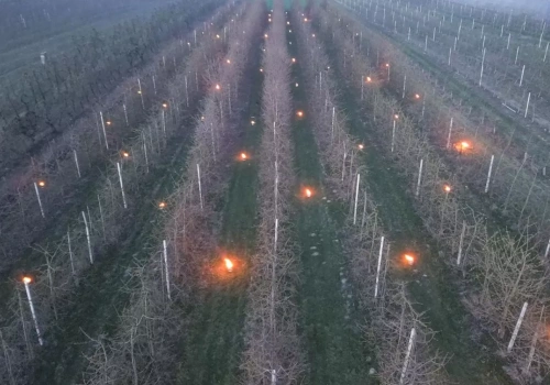 Przymrozki 2026: sadownicy oczekują szybkich działań ze strony państwa