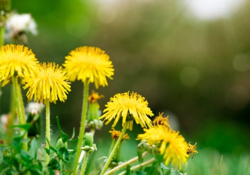 Wielu myśli, że to chwast. Niesie ratunek stłuszczonej wątrobie