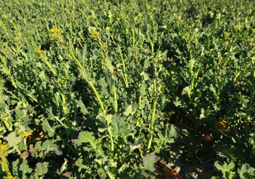 Pogoda bez litości dla pól. Rolnicy liczą straty po zimie. GUS publikuje dane o przezimowaniu