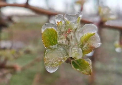 Stan klęski żywiołowej po przymrozkach? Co to da rolnikom?
