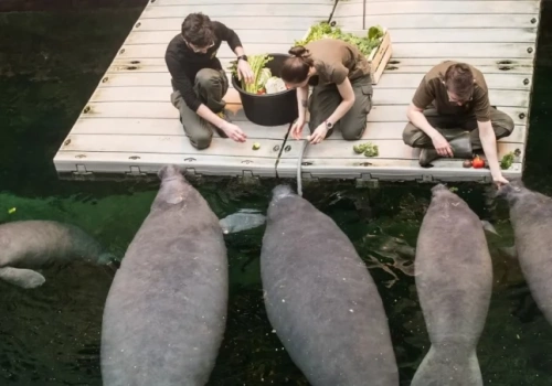 Wegetarianie generują „paragony grozy”. Zaglądamy do kuchni wrocławskiego zoo