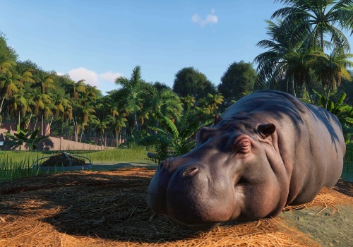 Kolumbia planuje wystrzelenie hipopotama wprowadzonych do kraju przez Pablo Escobara