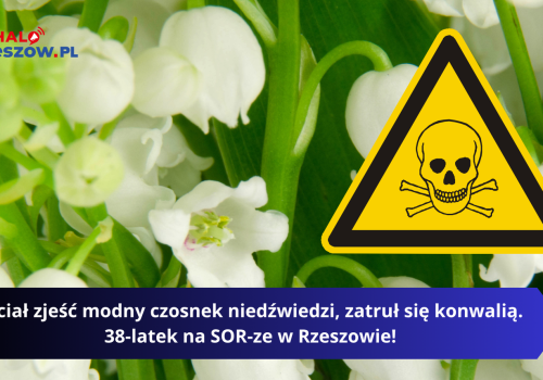 Chciał zjeść modny czosnek niedźwiedzi, zatruł się konwalią. 38-latek na SOR-ze w Rzeszowie!