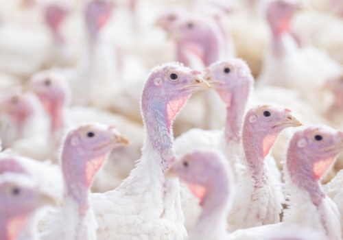 W kilka dni 10 nowych ognisk grypy ptaków. Zagrożone już nie tylko Mazowsze