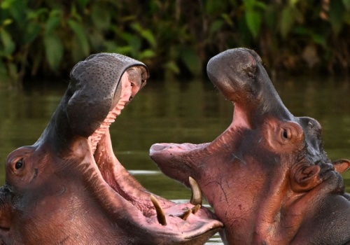 Chcą zabić hipopotamy Escobara. Pojawiło się zaskakujące wyjście
