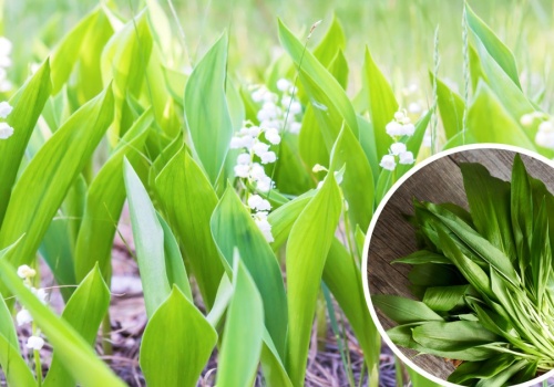 Rzeszowianin kupił na targu 