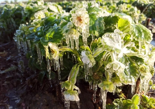 Alarm po przymrozkach. Rolnicy apelują o pomoc