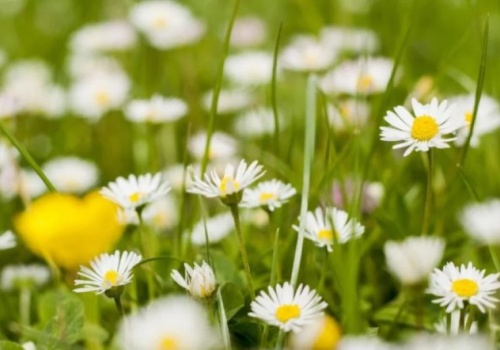 Powiat Ząbkowicki. Majówka pełna wydarzeń. Koncerty, pikniki i patriotyczne uroczystości