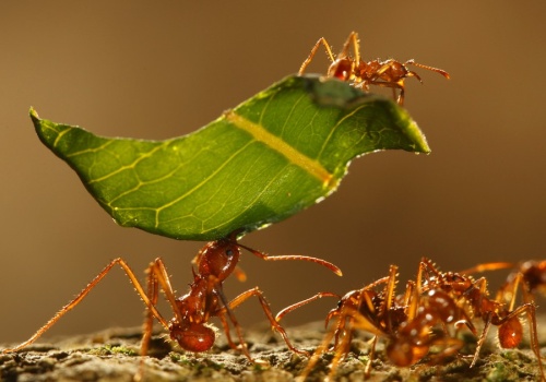 Naukowcy dali mrówkom i ludziom to samo zadanie. Wnioski zaskakują