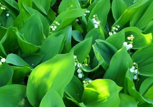 Fatalna pomyłka na targowisku. 38-latek trafił do szpitala, miasto zapowiada kontrole