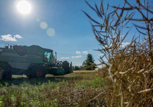Ceny rzepaku rosną. Sprzedasz teraz czy poczekasz na wyższe ceny?