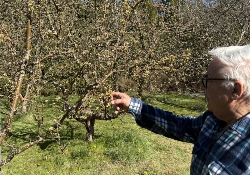 Rekordowe straty. Sadownicy i plantatorzy walczą ze skutkami przymrozków