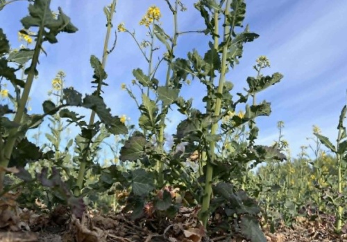 W skupach wzrosty cen. Pszenica nawet po 820 zł, rzepak 2300 zł/t