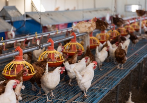 Polska wybija fermy drobiu. Rząd robi miejsce dla jaj z Ukrainy i Mercosur