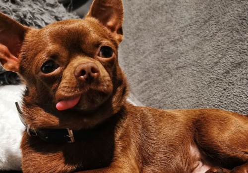 Mamy brakujące ogniwo między psami i wilkami. Oto 