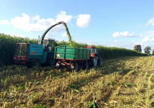 Co siać w maju lub czerwcu na zielonkę i kiszonkę dla bydła?
