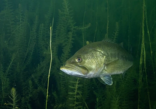 Wędkarz złowił bassa, który dławił się... innym bassem. Jest nagranie