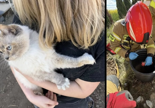 Lila zapadła się pod ziemię. Bez strażaków byłoby po kocie