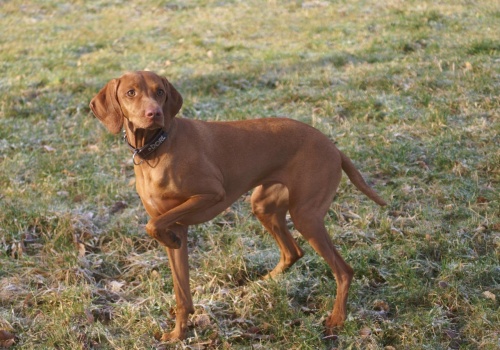 Pies ugryzł ją na Moście Poniatowskiego. Nie ma roszczeń, tylko jedną prośbę