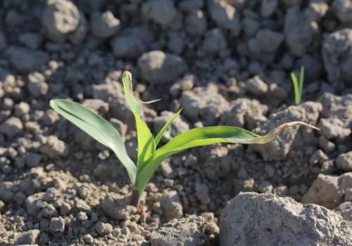 Przymrozki w kukurydzy: jak pomóc roślinom po zimnych nocach?