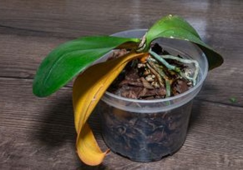 Wlej do doniczki. Storczyk wypuści dziesiątki pąków