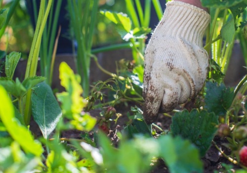 Nie potrzebujesz chemii ani oprysków. Posmaruj tym pień drzewa, a mszyce szybko znikną.