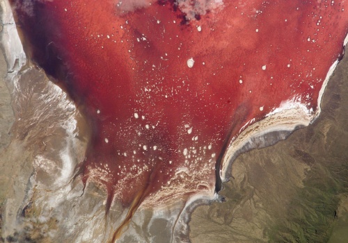 Zwierzęta zastygły, jakby Harry Potter poddał je petryfikacji. Turyści oglądają niezwykłe pomniki nad jeziorem Natron