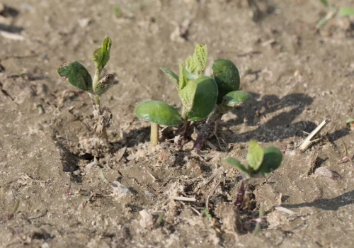 10% wilgotności gleby w Polsce. IUNG alarmuje o suszy