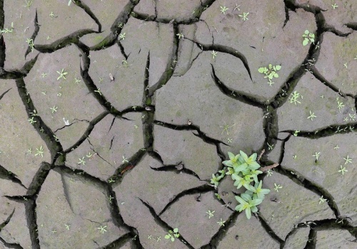 Polska od dwóch miesięcy wysycha, a maj nie przyniesie poprawy. 
