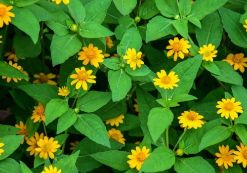 Ten balkonowy hit przyciąga spojrzenia z ulicy. Posadź raz i patrz jak rośnie. Daje efekt wow