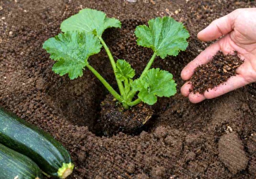 Koniec z małymi cukiniami. Wsyp to do dołka, a urosną giganty