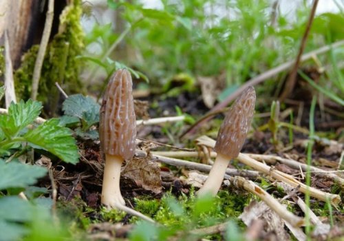 Ekologia. Bez. Ogródek. Sezon na smardze