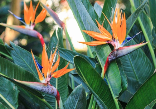 Rajski kwiat w domu. Jak pielęgnować strelicję krok po kroku, aby pięknie kwitła