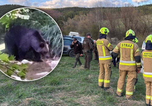 Wstrząsające szczegóły po ataku niedźwiedzia. 