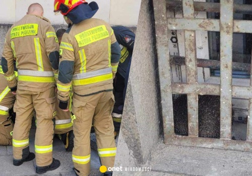 Jeż był zwinięty w kulkę. Nikt nie wie, jak wszedł za kraty