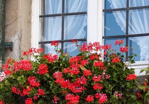 Już nie pelargonie. Teraz te rośliny balkonowe sadzimy najchętniej