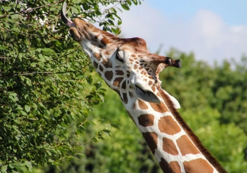 Nowe godziny otwarcia Śląskiego ZOO. Ogród będzie czynny przez całą majówkę