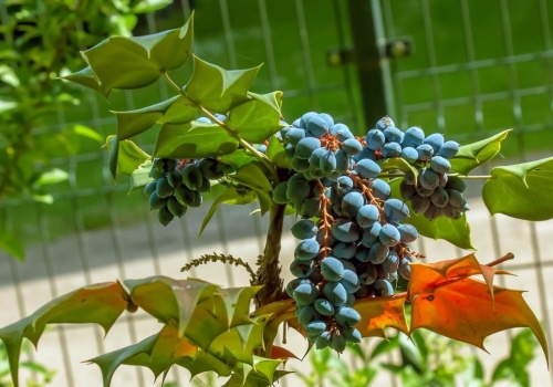 Wiele osób robi to źle i traci plony. Posadź ją w tym miejscu, a odwdzięczy się owocami