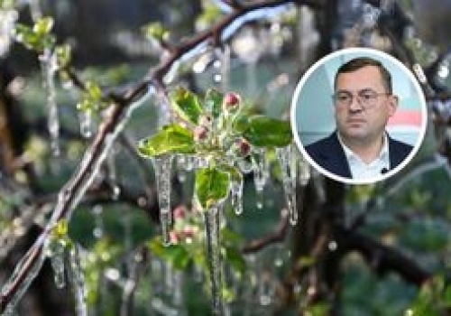 Straty sięgają 100 proc. Jest apel plantatorów. Minister odpowiada