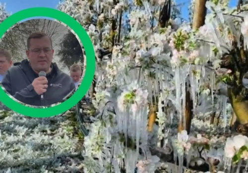 Rolnicy po przymrozkach liczą dramatyczne straty. Minister zapowiada pomoc i pilne komisje