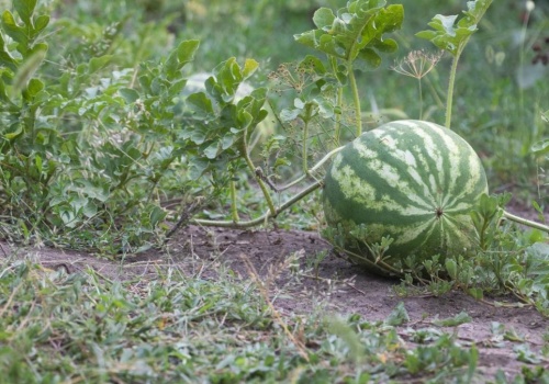 Zamiast kupować, posadź w ogrodzie. Niewiele osób wie, że ten owoc można wyhodować też u nas