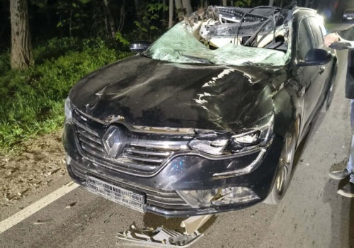 Zderzenie auta z łosiem. 11-letnia pasażerka w ciężkim stanie
