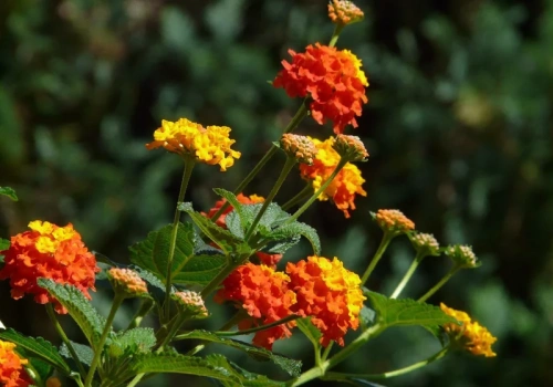 Zapomnij o pelargoniach. Ta roślina robi większe wrażenie i kwitnie bez przerwy