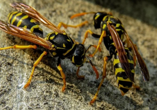 Osy znikają w kilka minut. Ten zapach działa jak naturalna bariera nie do przejścia
