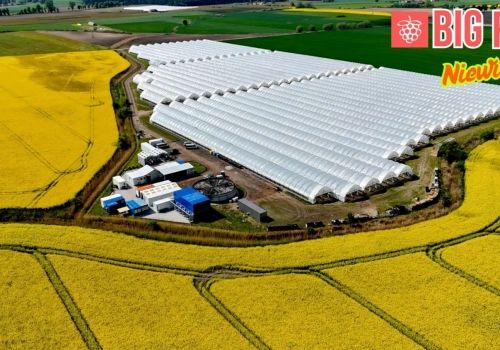 „Patrzę z optymizmem na sezon malin i jeżyn” – mróz nie przekreślił planów plantatora