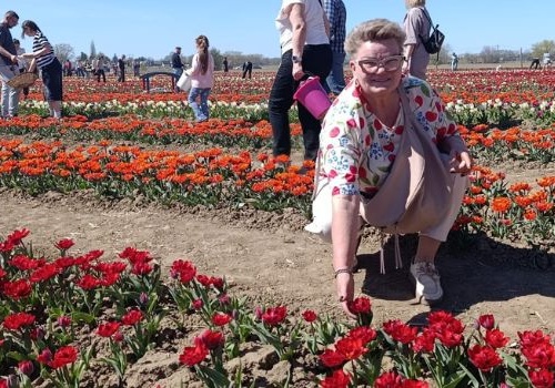 Milion kwiatów i setki odwiedzających. Tulipanowe szaleństwo na Żuławach